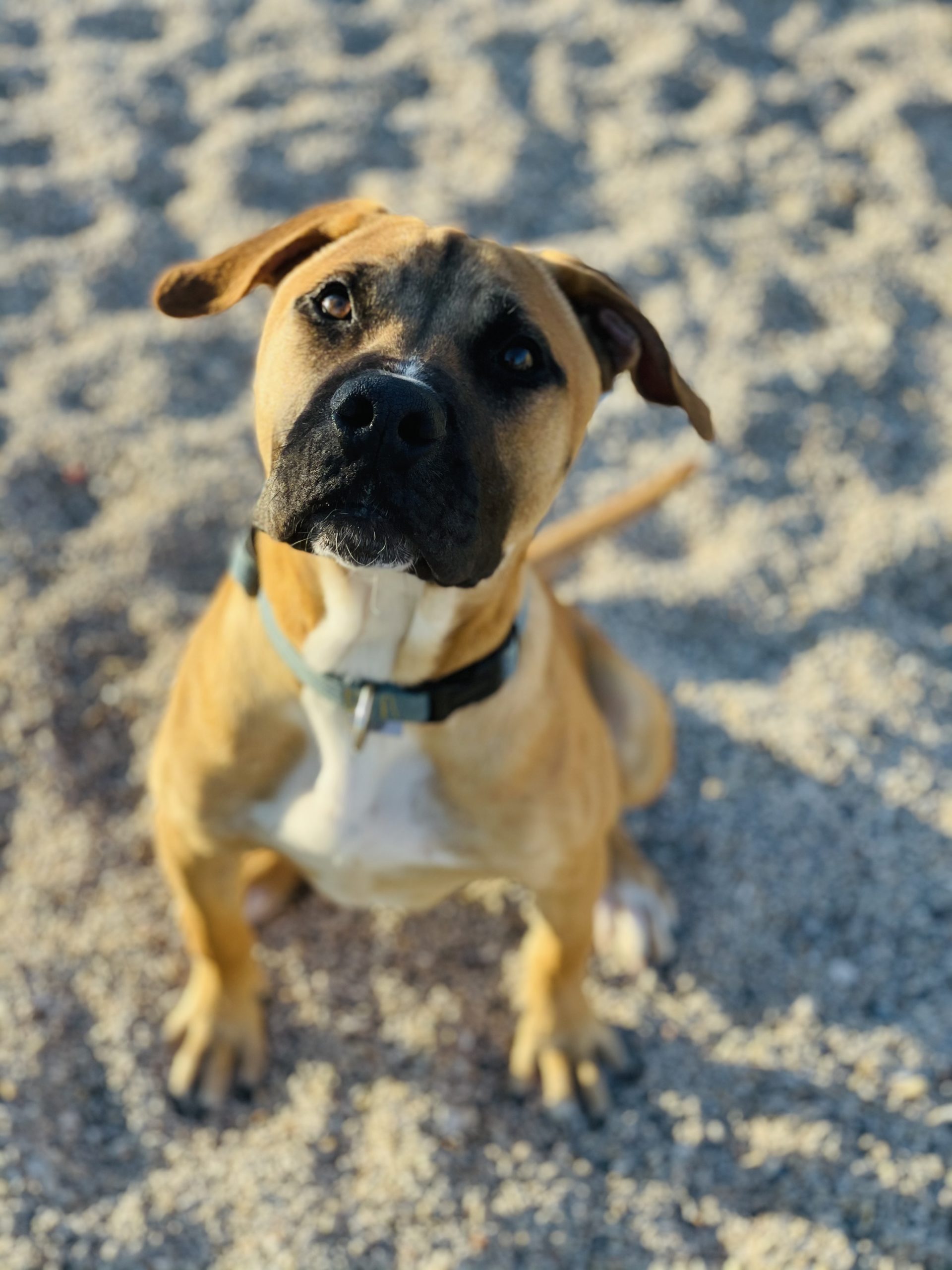 jasper2 Fond du Lac Humane Society