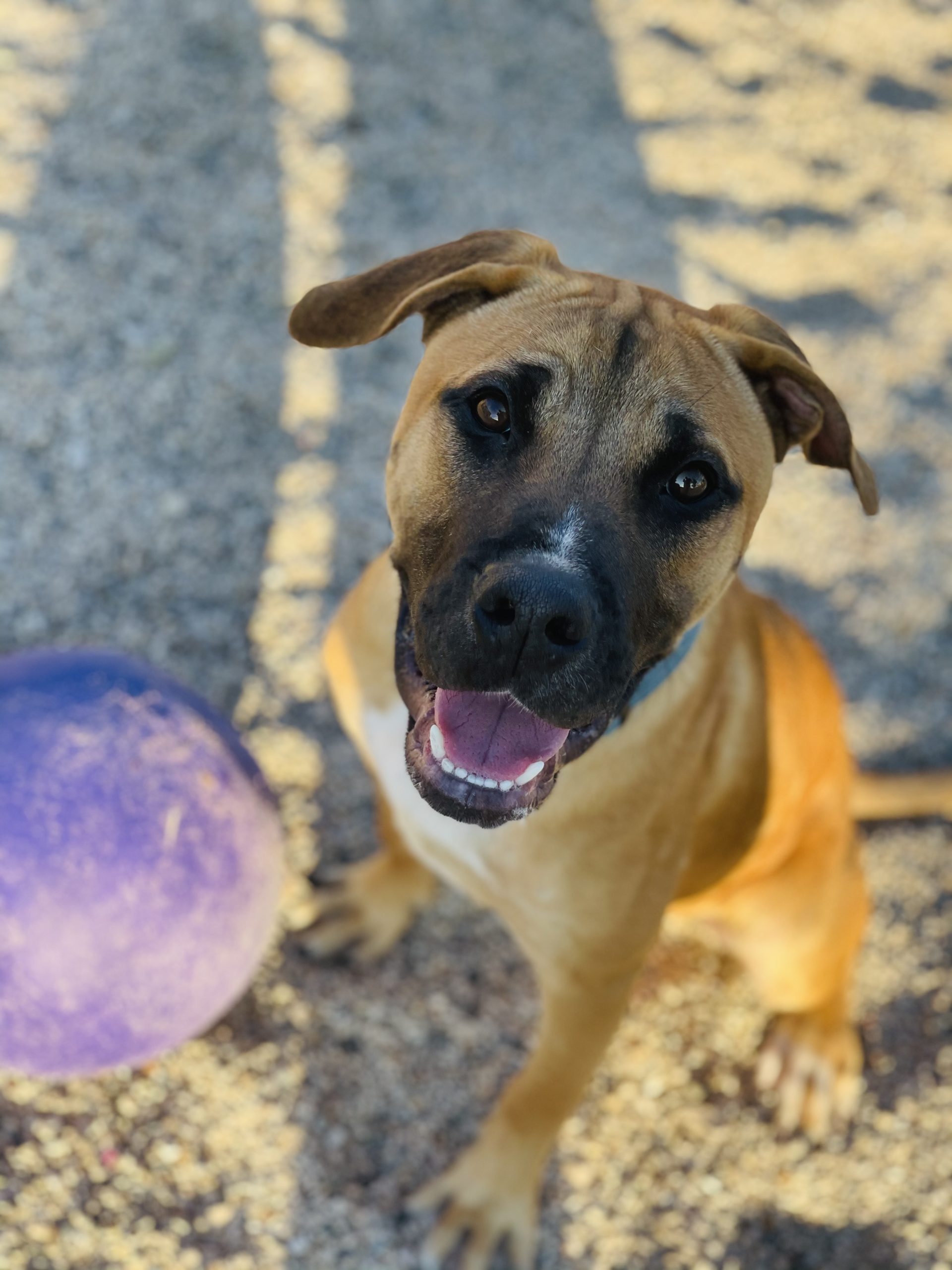 jasper Fond du Lac Humane Society