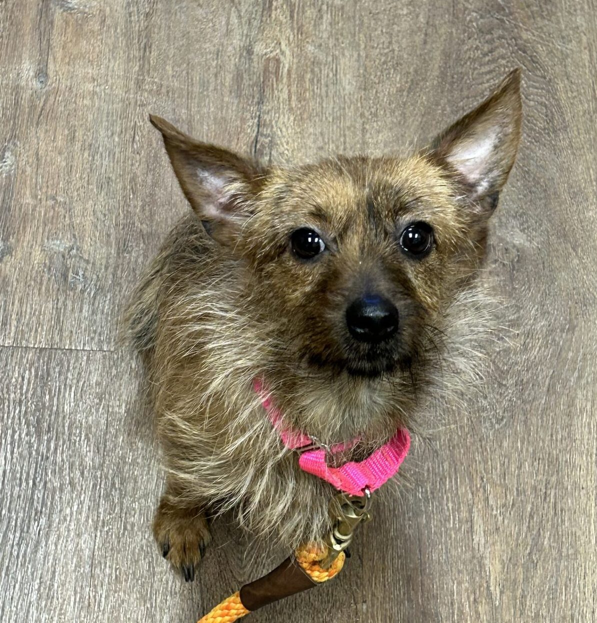 Phoebe 2 Fond Du Lac Humane Society phoebe-2-fond-du-lac-humane-society