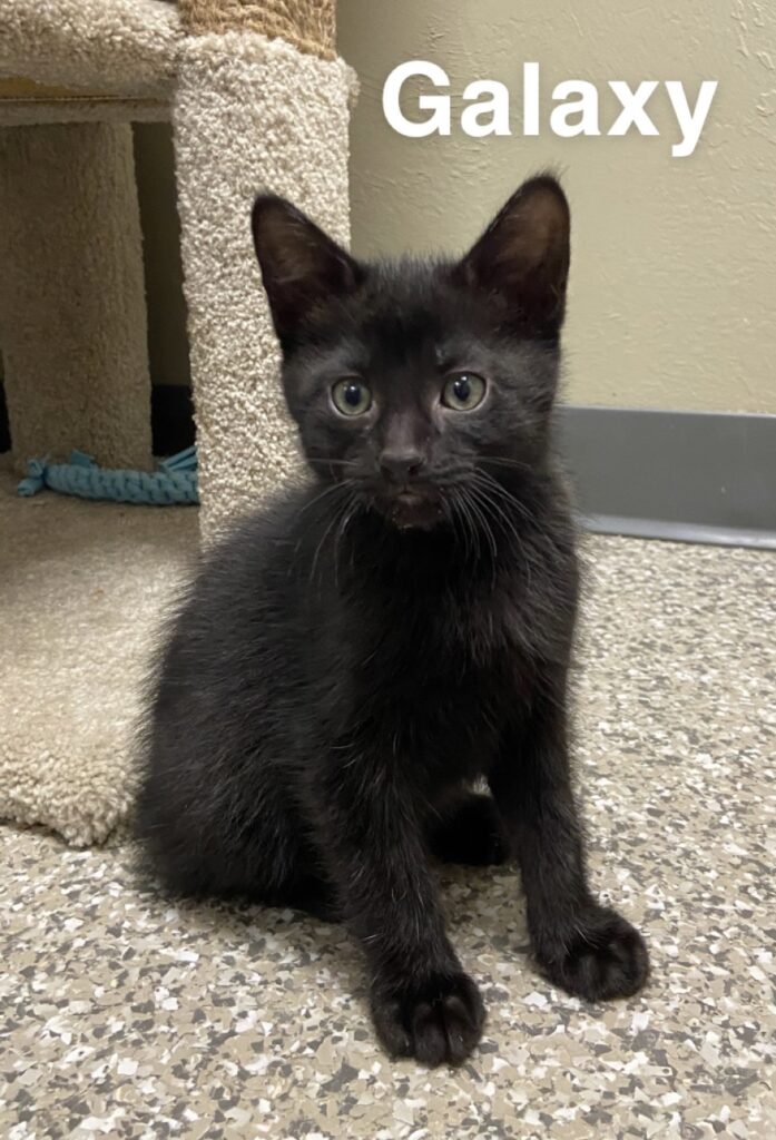 Galaxy - Fond du Lac Humane Society