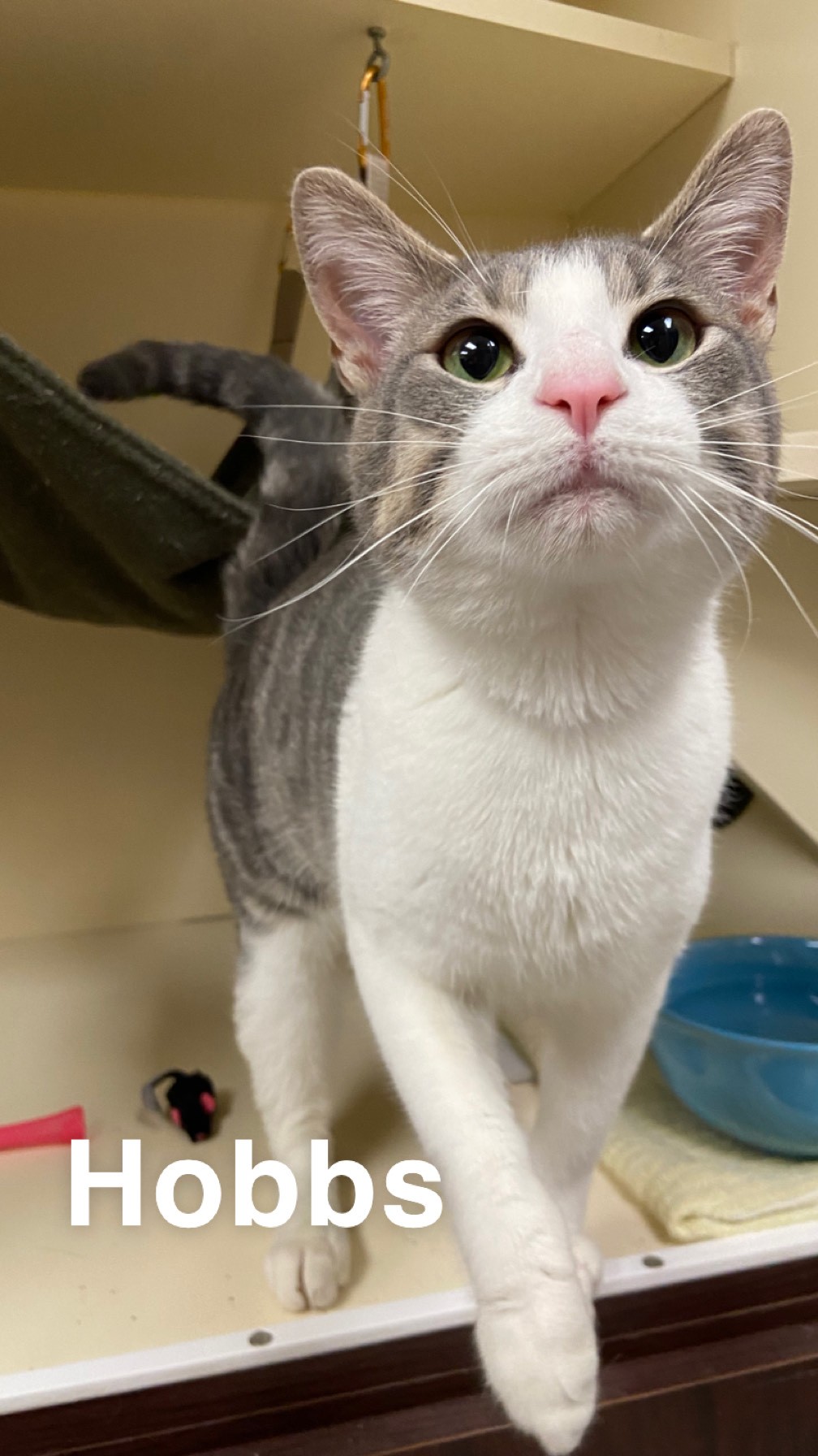 Hobbs Fond du Lac Humane Society